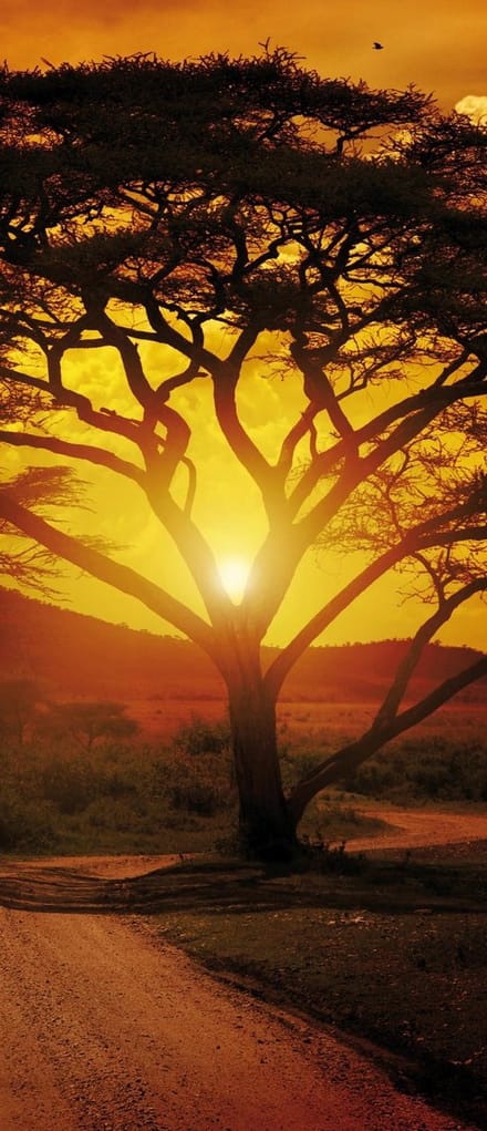 Sunset Landscape Photo Wallcovering