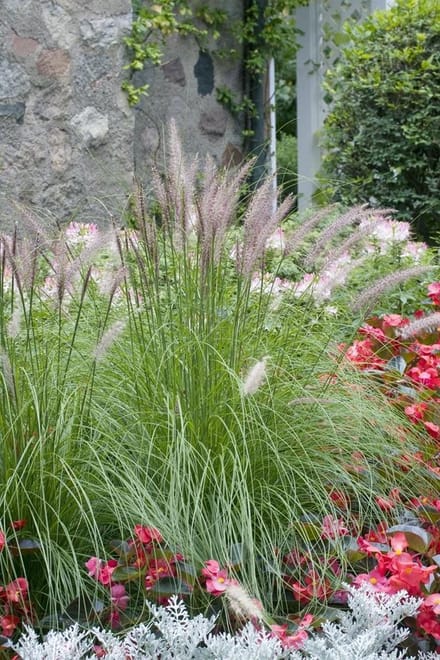 Pennisetum alopecuroides - Set van 12 - Lampenpoetsersgras - Pot P9