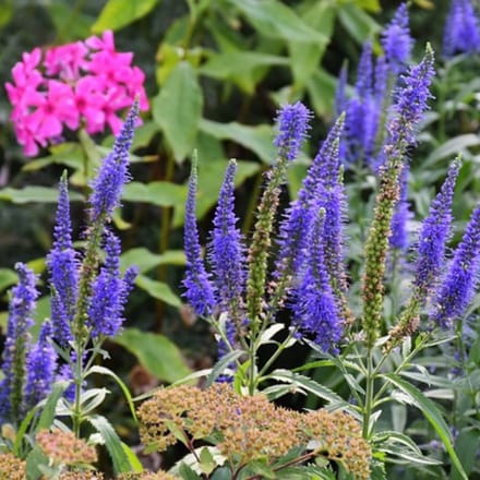 Lange ereprijs (Veronica Longifolia) - Blauriesin - Ereprijs - Vaste planten - Bijen-Vlinders - Snijbloemen - Zomerbollen