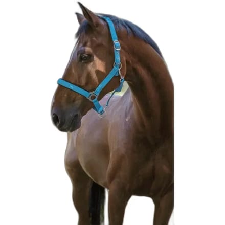 Halter Norton Fluo