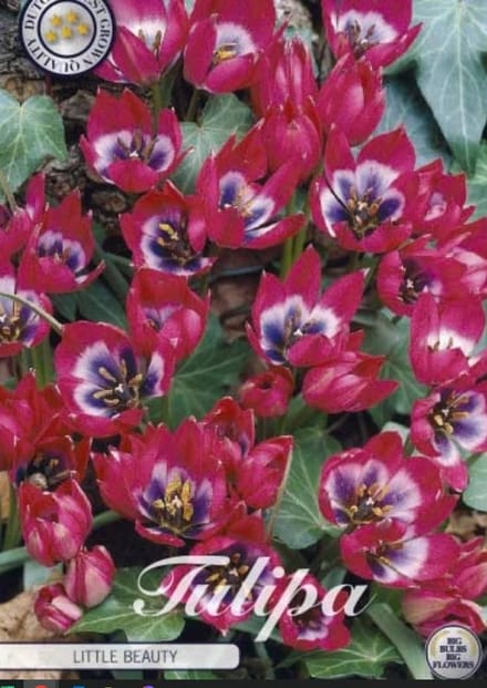 Little Beauty Botanical Tulpen Bollen 10 stuks bolmaat 5+
