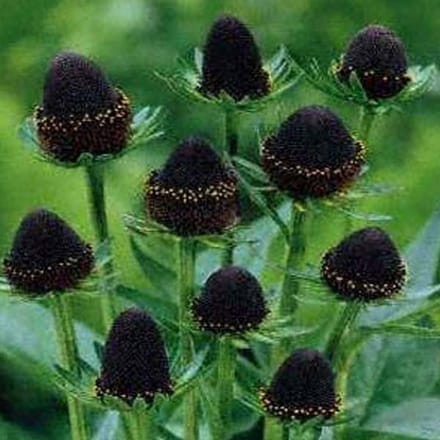 3 x Rudbeckia Occidentalis 'Black Beauty' - Zonnehoed pot 9x9cm
