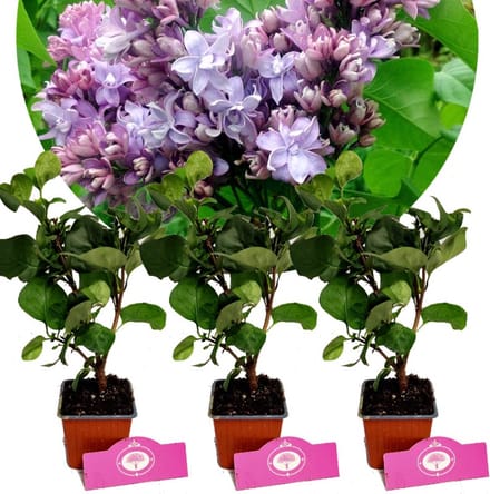 Set van 3 Seringen - Syringa vulgaris 'Nadezhda' - 'Hope'- Hoogte 25cm - 9cm pot