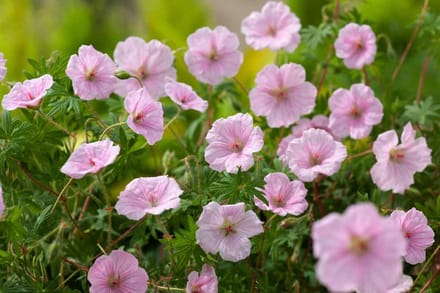 Geranium s. Striatum - Set van 12 - Ooievaarsbek - Pot P9 - Roze Bloem