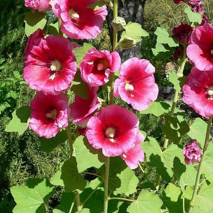 6 x Alcea Rosea 'Rubra' - Stokroos Pot 9x9 cm - Dieprode Bloemen