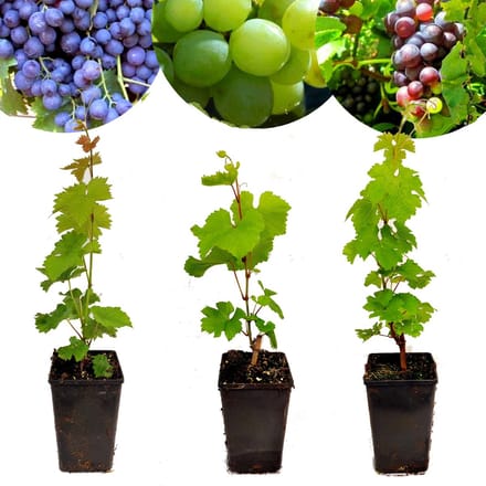 Set van 3 wijndruiven - 'Chardonnay', 'Merlot' en 'Sauvignon' - Hoogte 40cm - Vitis vinifera - Mix B