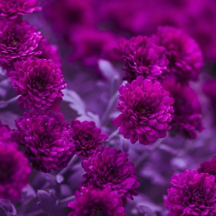P+D Lunch servetten - Fuchia Flowers