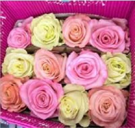 25x Rosa rainbow mix gentle breeze 50cm