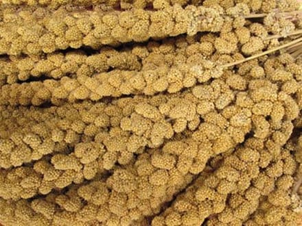 Tijssen goed voor dieren Trosgierst - 5kg