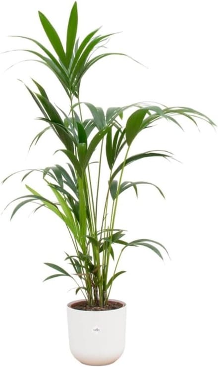 Kentia Palm - Areca Palm - Binnenhuis Decoratie - Zelfnivellerende Pot - 160 cm - Wit