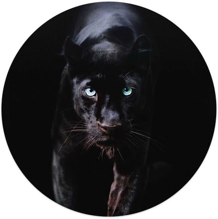 Plexiglasschilderij Zwarte Panter - Ø 50 - Acrylglas - REINDERS