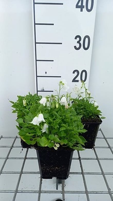 6x Klokje - Campanula cochl. 'White Baby' | 9x9 cm pot