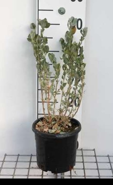 Atriplex halimus - Tuinmelde 60- 80 cm in pot
