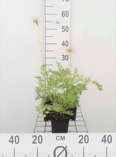 6x Wildemanskruid - Pulsatilla vulg. 'Alba' | 9x9 cm pot