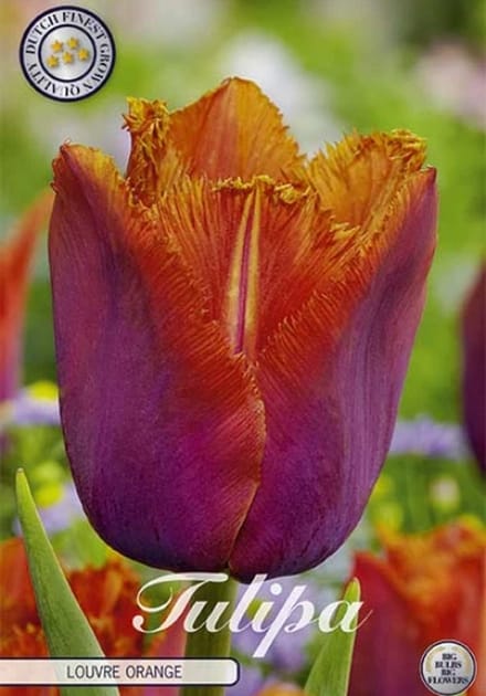 Dutch Finest Quality bloembollen Tulpen 10 stuks Tulp Louvre Orange x10 6/7s