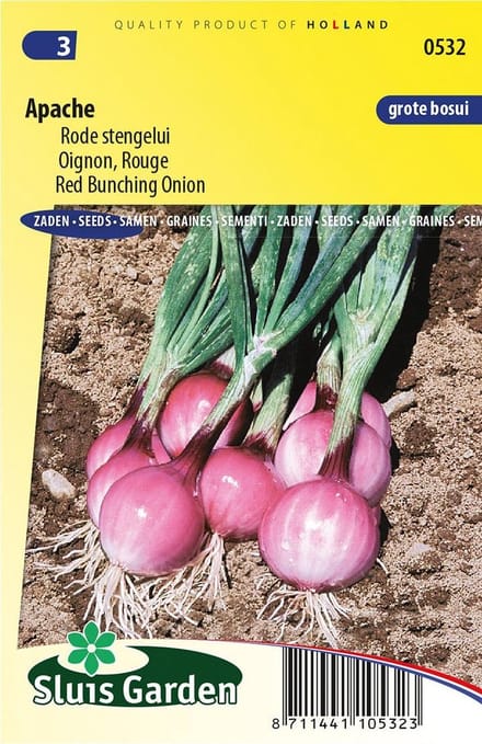 Ui (Allium cepa) - Apache Rode stengel - Moestuin - bloeit in Juni / Juli / Augustus / September