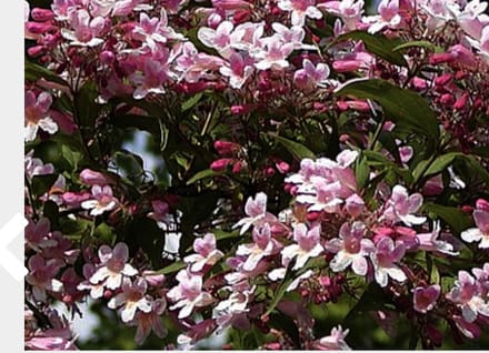 Kolkwitzia amabilis 'Pink Cloud' - Koninginnestruik 30 - 50 cm in pot