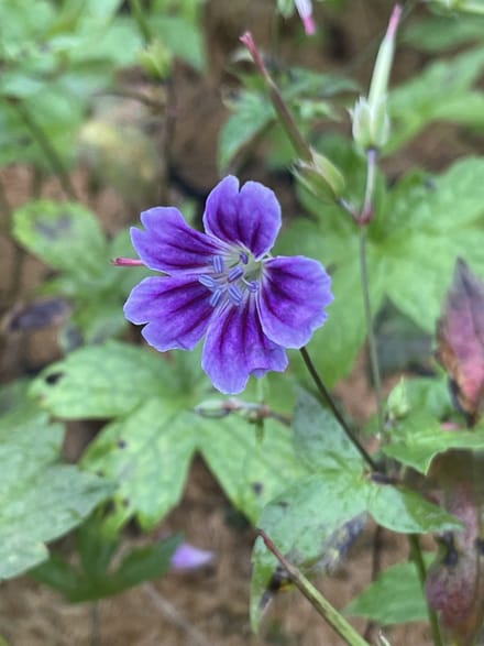 6x Ooievaarsbek - Geranium nodosum 'Clos du Coudray' | 9x9 cm pot