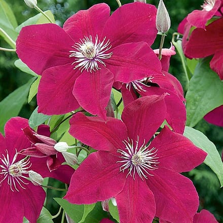 Hello Plants Clematis Rouge Cardinal Bosrank - Klimplant - Ø 15 cm - Hoogte: 65 cm