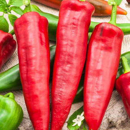 Sluis Garden - Puntpaprika Medrano F1 (Capsicum)