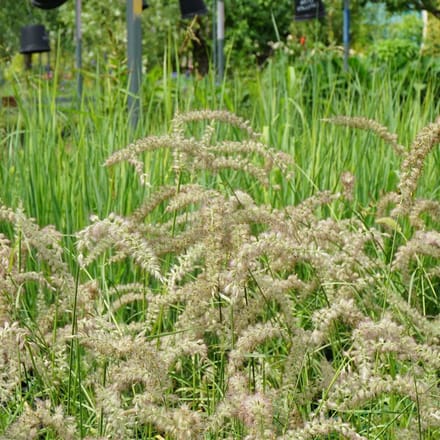 6x Pennisetum orientale 'Tall Tails' Pot 9x9cm - Siergras voor in de tuin
