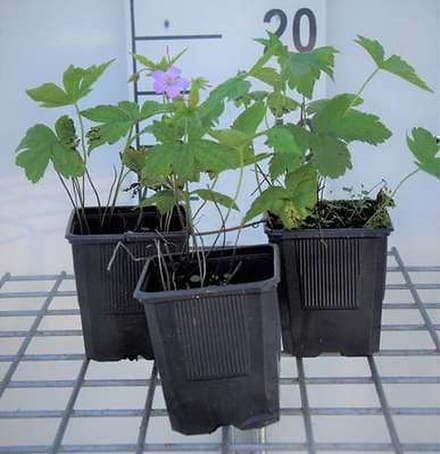 6x Ooievaarsbek - Geranium nodosum | 9x9 cm pot
