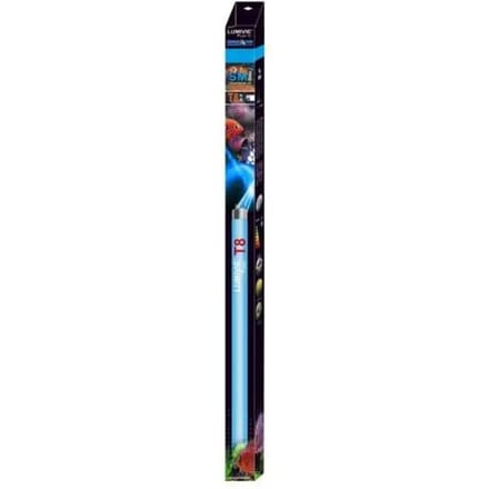 Buis Aquavie Lumivie SM T8 38w