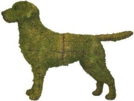 Hond Labrador Retriever - Mos