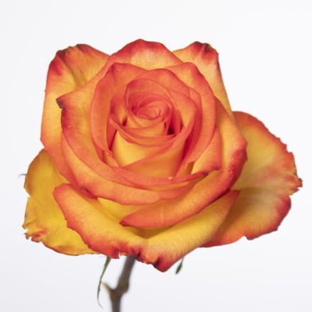 20x Rosa high & magic 50cm
