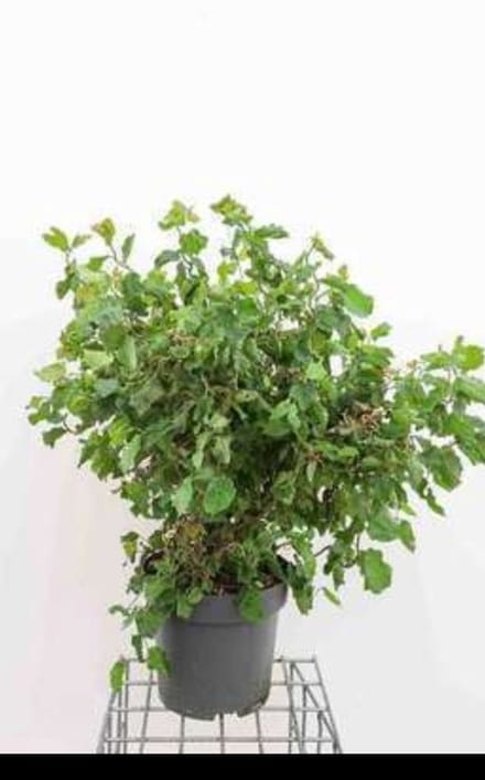 2 x Corylus av. 'Twister' - Schijnhazelaar 60- 80 cm in pot