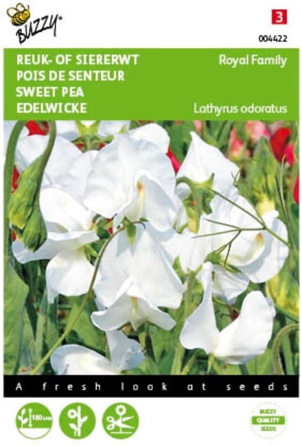 2 stuks - Buzzy - Lathyrus odoratus Royal Family Wit