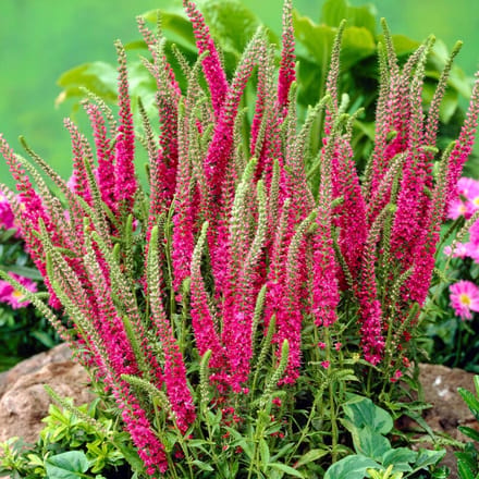 Aarereprijs 'Rode Vos' (Veronica spicata Rotfuchs) - Aar-ereprijs Rotfuchs - Veronica spicata - Vaste planten - Zomerbollen