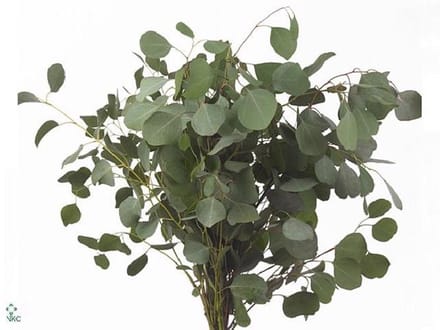 5x Sg eucalyptus populus blad 70cm