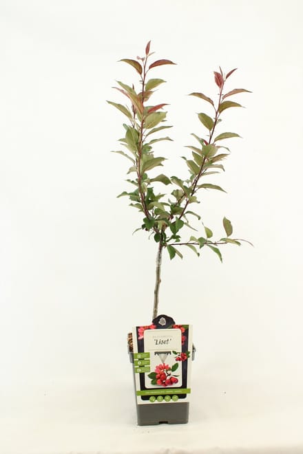 Patio Sierappel - Malus 'Liset' - Sierboom - hoogte 90 - 100 cm