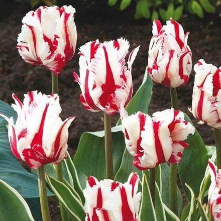 Red Snow Garden Tulpenbollen 10 stuks bolmaat 12+