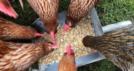 Scharrelgraan voor kippen 20 kg