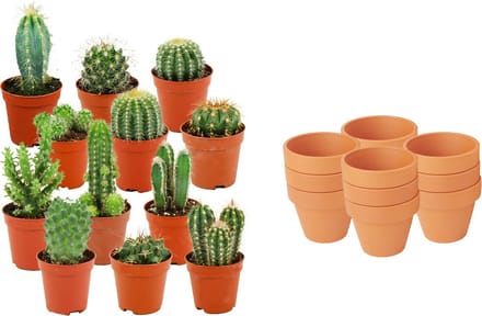 ZynesFlora - Mini Cactus Mix - 12 Stuks - Ø 8,1 cm Terracotta Bloempotten - 5-10 cm