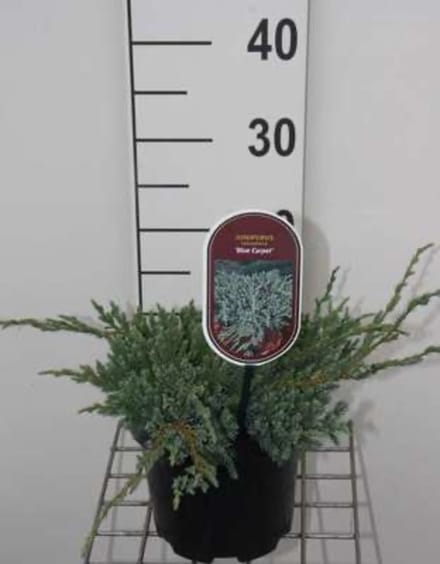 Juniperus squamata 'Blue Carpet' - Himalaya Jeneverbes 25 - 30 cm in pot
