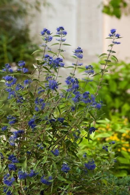 Arbustes de haie - Un ensemble 1 - Caryopteris clandonensis 'Heavenly Blue' - (2L) 30-35 cm
