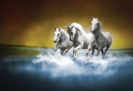 Fotobehang Horses  | PANORAMIC - 250cm x 104cm | 130g/m2 Vlies