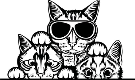 Raam- auto- bumper sticker 3 grappige gluur katten - poezen wallart