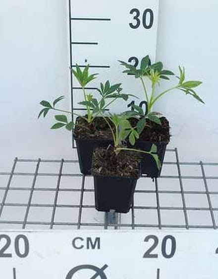 6x Stinkend nieskruid - Helleborus foetidus | 9x9 cm pot