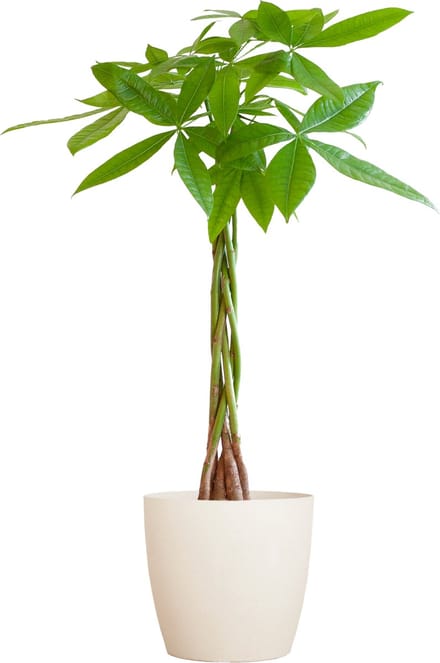 Geldboom, Pachira Aquatica met Pot Viber Kleur Wit, Ø21 80cm hoog