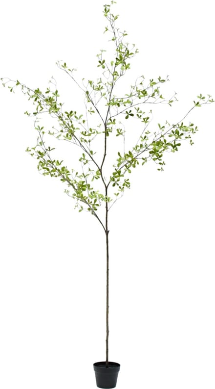 Silk-ka - Kunstplant - bucida - groen - H220 cm