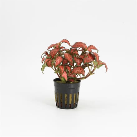 Moerings Fittonia Forest Flame | MozaÃ¯ekplant | in 5 cm pot