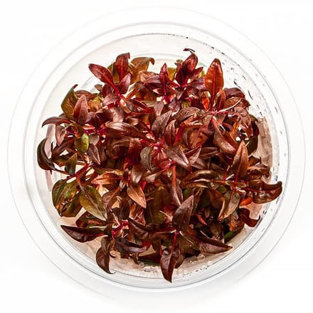 Moerings Alternantera Minima | Mini Papegaaiblad | In vitro cup Waterplant