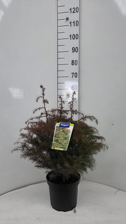 Cryptomeria j. 'Elegans' - Japanse ceder | 40-50 cm pot