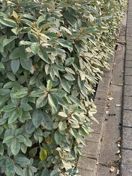 Elaeagnus eb. Compacta - Set van 4 (1 meter haag) - Olijfwilg - Pot 3 Liter 30-40cm - Wintergroen