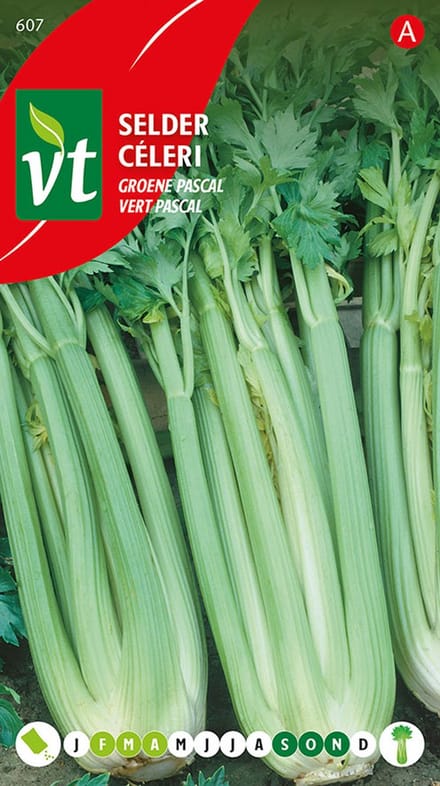 Selderij 'Groene Pascal' Zaden - Knapperige en Aromatische Stengels