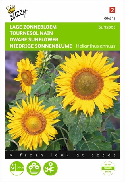 Zonnebloem Sunspot - Helianthus annuus